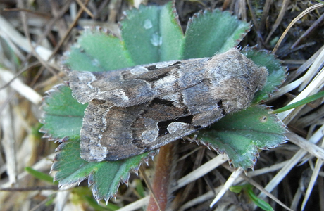 Gothica - Kätzcheneule (Orthosia gothica) - © Rupert Fauster